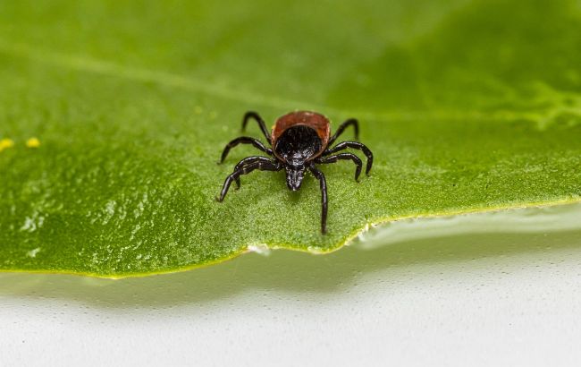 Собачі кліщі атакують людей: названа причина такої поведінки