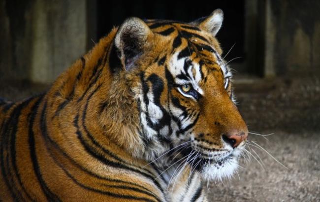 У Росії по торговому центру спокійно розгулював тигр