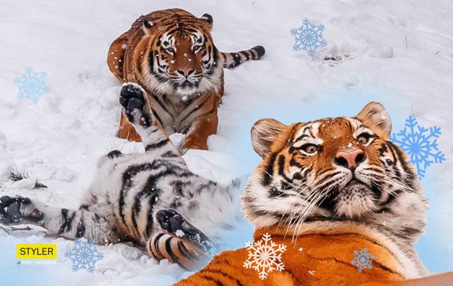 Котики и зима: тигры из Луцкого зоопарка сходят с ума в снегу (забавные фото)