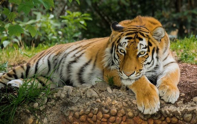 Під Черніговом тигр загриз чоловіка: спливли дивні деталі трагедії