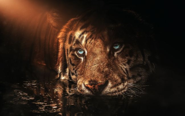Черный Тигр станет тяжелым для этих знаков Зодиака: Глоба назвал неудачников 2022 года