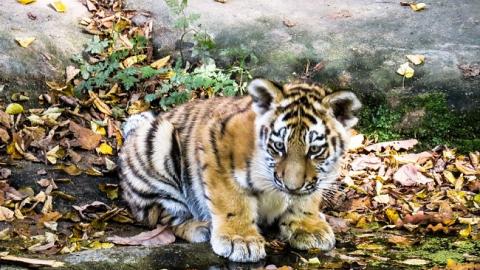 В сети возмущены жестоким обращением с тигренком в одесском биопарке (видео)