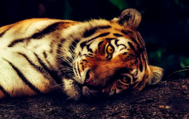 Глоба назвал любимцев Черного Тигра: кому 2022-й принесет любовь, деньги и успех