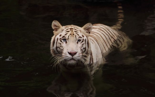 Чорний Тигр принесе цим знакам Зодіаку кардинальні зміни в 2022-му: Глоба назвав обраних