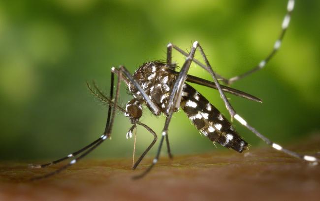 Ученые нашли вид комаров, которые равнодушны к крови
