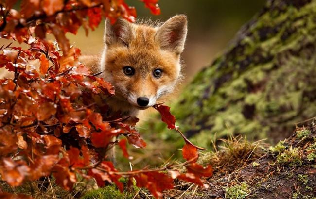 Погода на сегодня: в Украине дожди, температура до +22