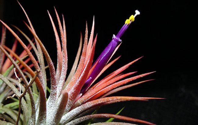 Такое украшение интерьера будет только у вас: уникальное растение без корней и горшка