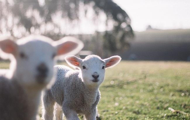 Ученые вырастили недоношенных ягнят в искусственной матке
