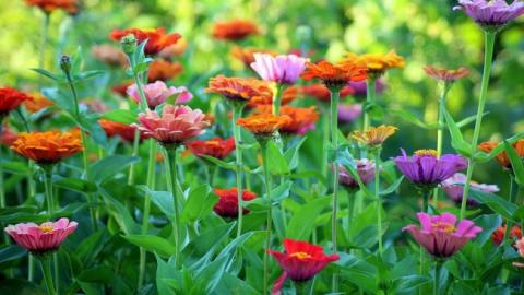 Жара и грозовые дожди: синоптик дала прогноз на выходные