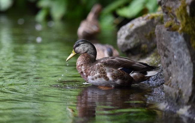 У Києві качки навчилися переходити дорогу по "зебрі"