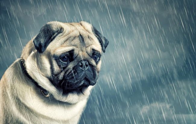 Погода на сегодня: в Украине преимущественно дожди, температура до +9