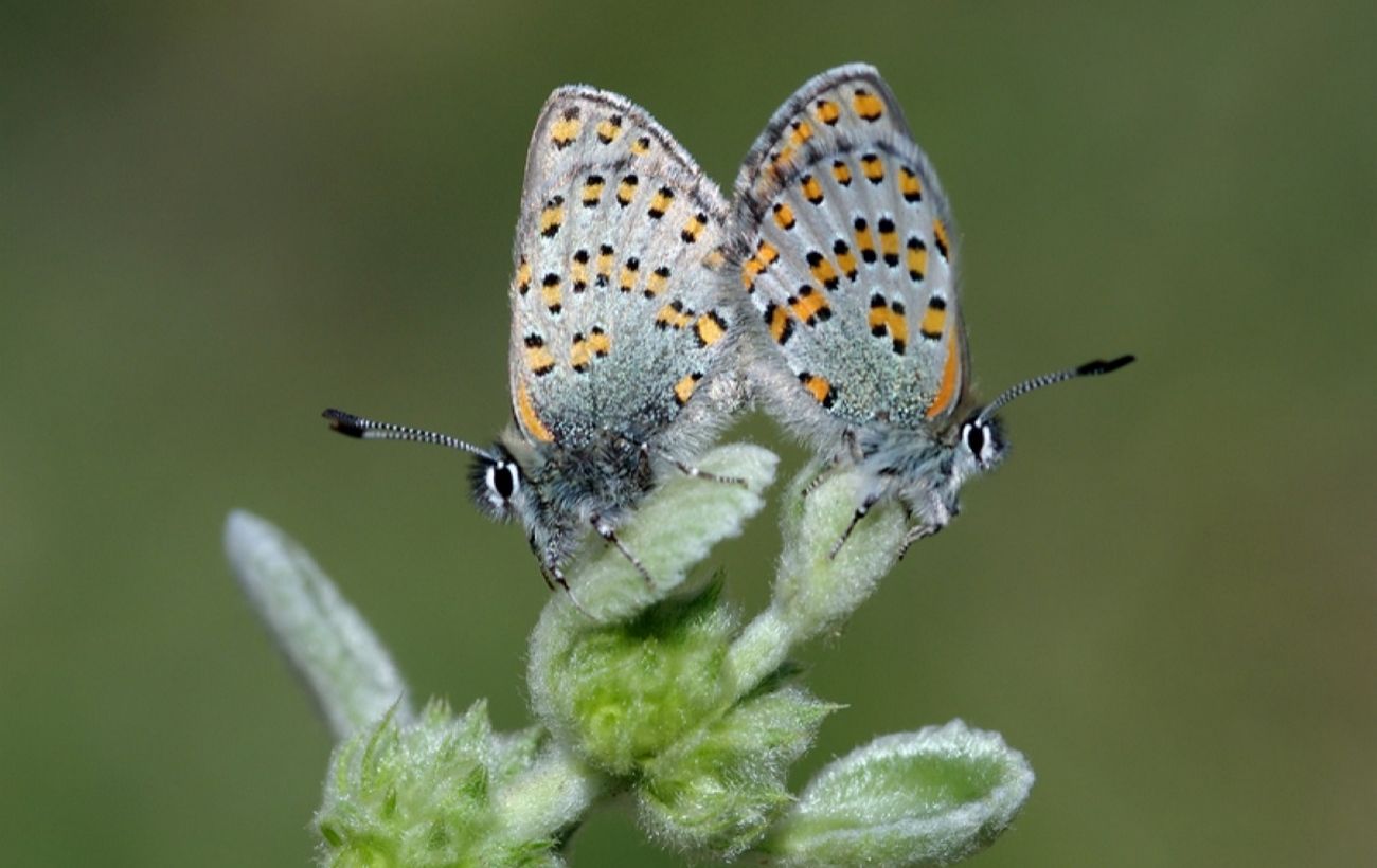 Вчений назвав метелика, який може зникнути у найближчі десятиліття