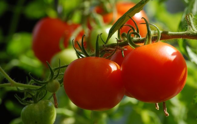 Когда и как сажать помидоры на рассаду, чтобы летом получить щедрый урожай