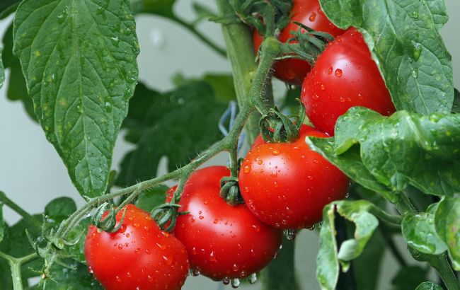 Что положить в лунку с помидорами, чтобы собирать урожай до самых холодов