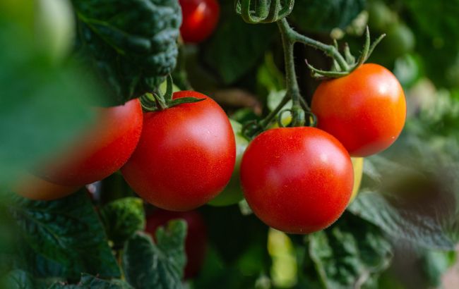 Посадите этот овощ рядом с помидорами и ваш урожай увеличится вдвое!