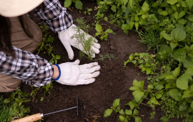 Никогда не сажайте эти растения на одной грядке, потому что потеряете урожай