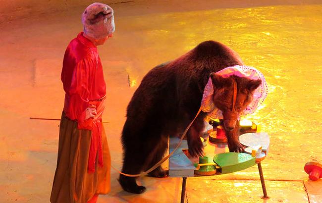 У РФ цирковий ведмідь під час виступу накинувся на дресирувальника (відео)