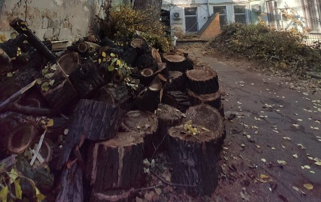 В Одессе спилили самый большой тополь в Украине: фото знаменитого дерева