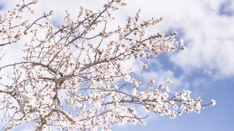 Весна восени: у Києві розквітли сакури (фантастичні фото)