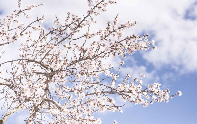 Весна осенью: в Киеве зацвели сакуры (яркие фото)