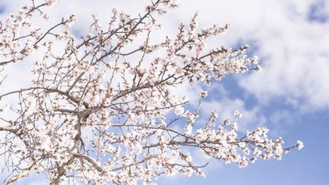 Весна в декабре: по всей Украине зацвели деревья (видео)