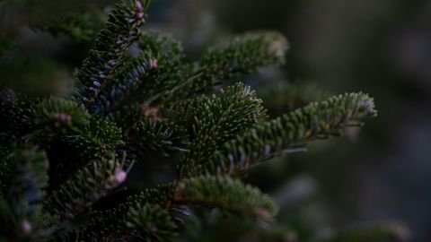 Українців попередили про небезпечні ялинки: як вони можуть нашкодити здоров'ю