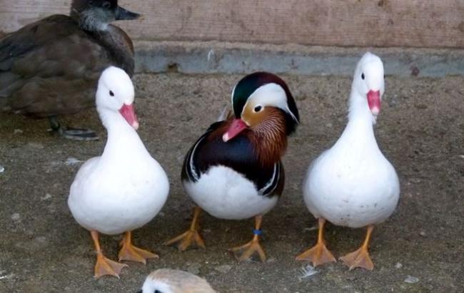 В зоопарке "Межигорье" страдает селезнь, которого бросила утка