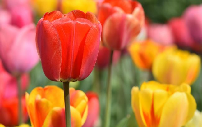 Когда и как сажать тюльпаны весной, чтобы они выросли рекордно быстро