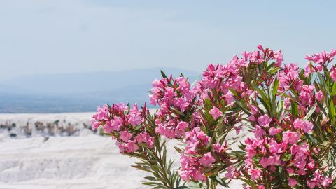 Больше, чем до карантина: в курортную страну поедет рекордно много туристов