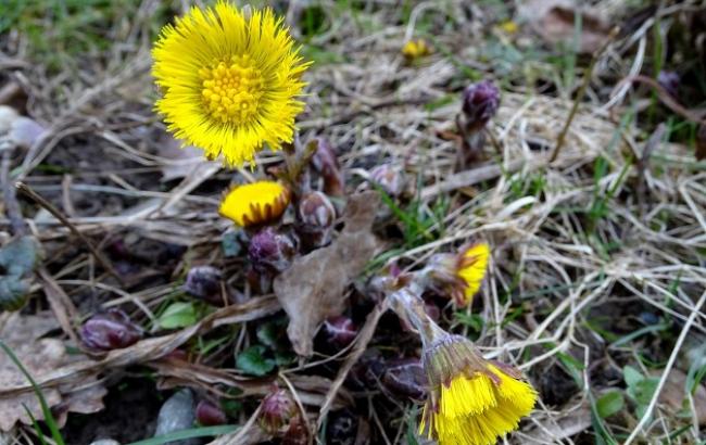 Без опадів: в мережі розповіли про прогноз погоди на 3 квітня (відео)
