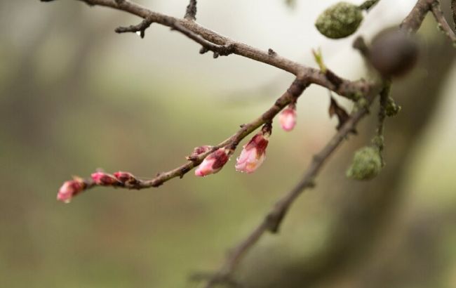 Чем надо обязательно обработать сад до распускания почек и почему это крайне важно