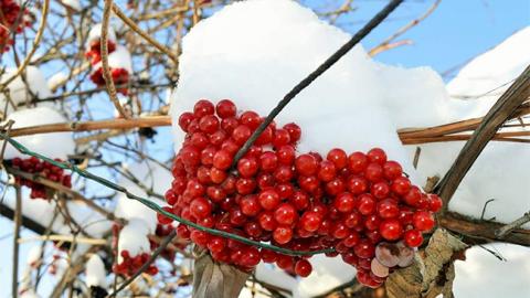 "Зима ще в хорошій формі": синоптик дала українцям прогноз на вихідні
