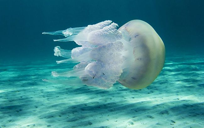 Медуза с размером с человека: впечатляющее фото с британских берегов
