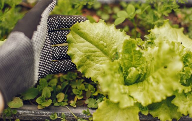 Жодної хімії. Як виростити на городі смачний та соковитий салат