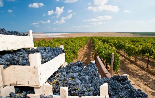 Объемы производства вина в мире в 2016 году сократились на 3%