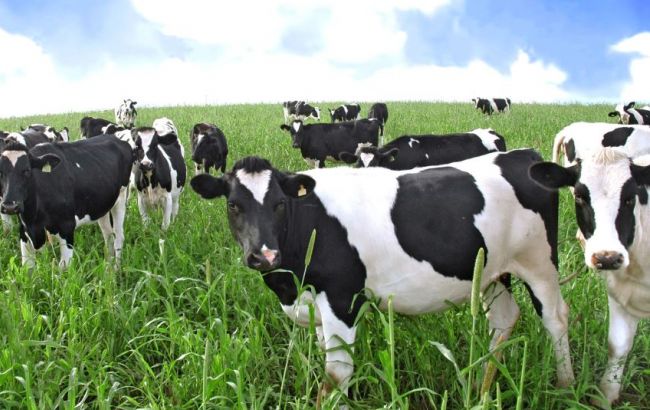 Поголів'я худоби в Україні в квітні скоротилося на 8,2%