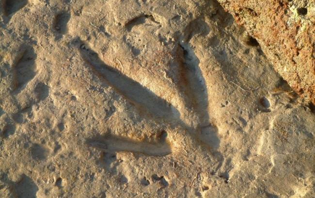 В Канаде обнаружили тропу динозавров