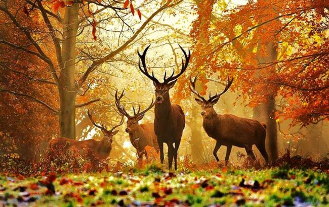 Погода на сегодня: в Украине без осадков, температура до +28