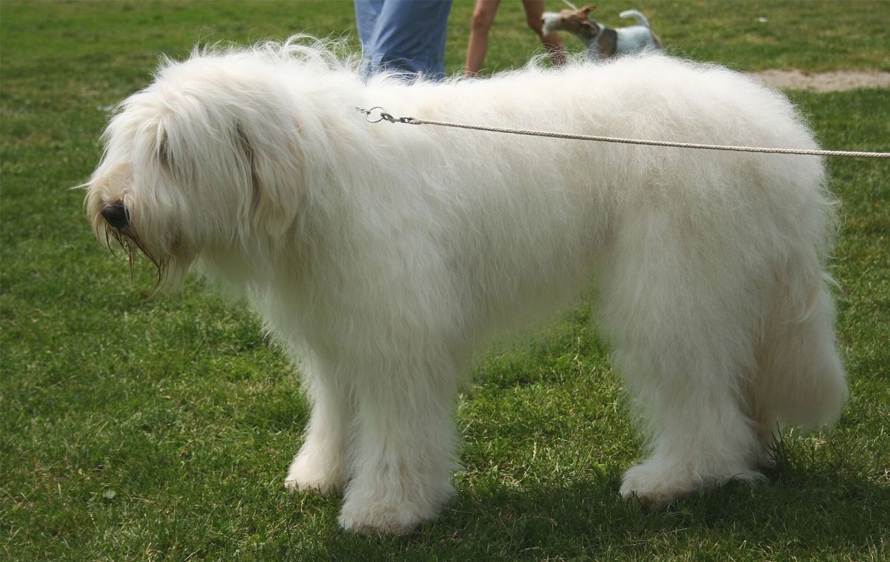 Порода, яку намагалась знищити радянська влада та нацисти: трагічна історія української вівчарки