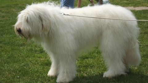 Порода, которую пыталась уничтожить советская власть и нацисты: трагическая история украинской овчарки