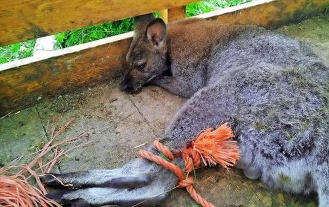 Мешканка Німеччини знайшла кенгуру в своєму саду