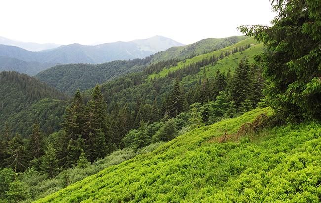 Опублікований закон про заборону вирубки лісу на схилах Карпат