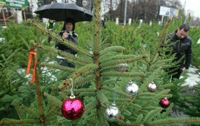 "Зеленое будущее" киевлян призывают сдавать свои новогодние елки на пункты утилизации