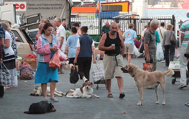 Як буде працювати обов'язкова реєстрація котів і собак