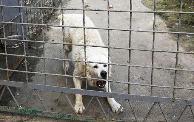 "Шел ребенок домой и не дошел": в оккупированном Харцызске стая собак загрызла 12-летнюю девочку