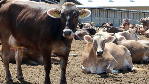 Тваринництво буде прибутковим за участю держави, - Укрлендфармінг