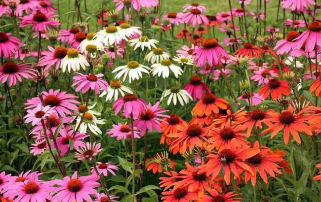 Посадите его до конца марта: цветок, который сделает ваш сад роскошным уже летом