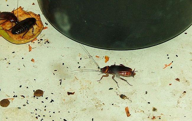В Запорожской области посетители кафе заметили таракана на чайной ложке (фото)