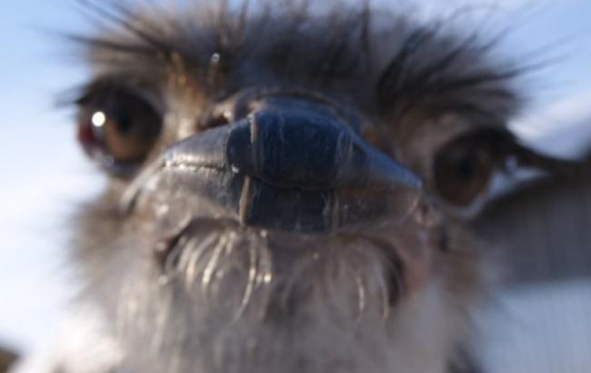 В России собирают деньги на невесту для нервного страуса