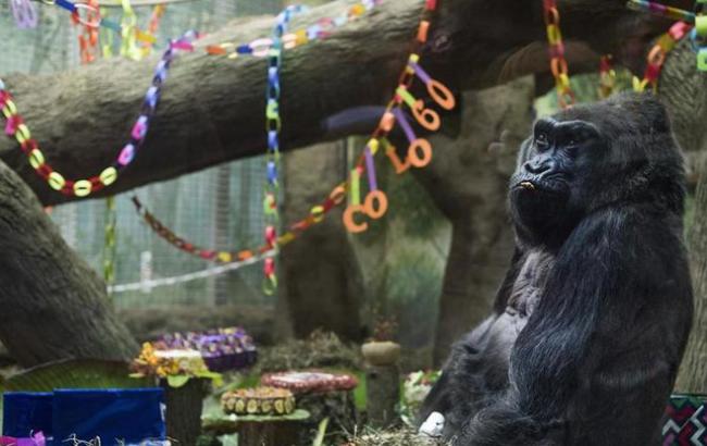 Померла найстаріша горила в світі